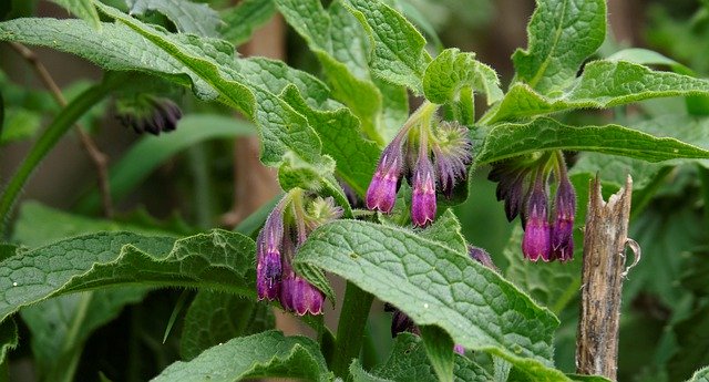 Consoude en fleur: élixir floral de Consoude, élaboré selon les recommandations du docteur Erdward Bach.