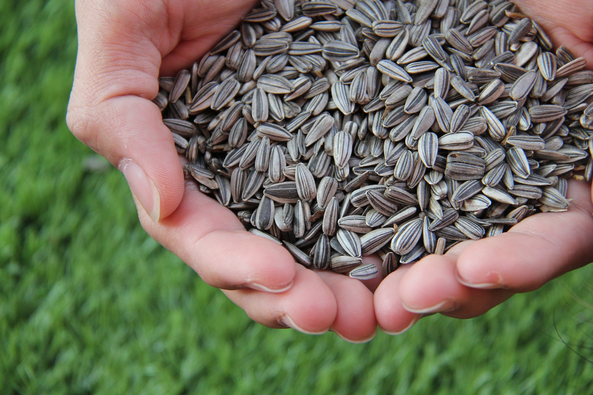 Graines de tournesol: aliment riche en cystine.