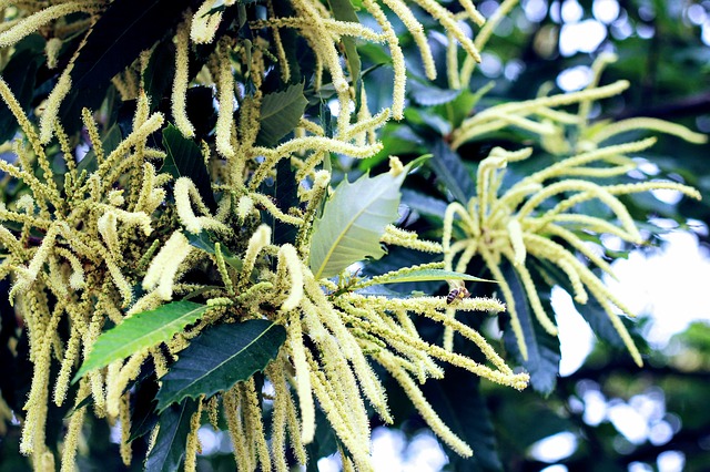 Châtaignier: bienfaits et conseils pour le pollen de châtaignier.