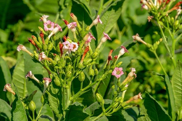 Nicotiana tabacum en fleur: l'élixir floral de tabacum, élaboré selon les recommandations du docteur Erdward Bach.