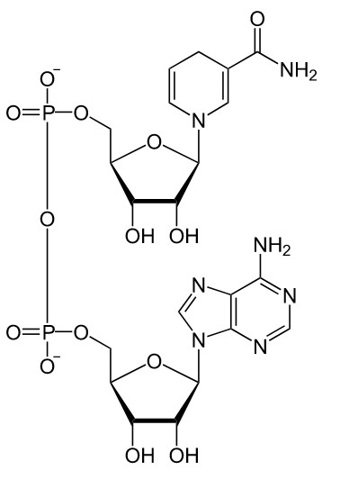 Molécule de NADH: bienfaits, effets secondaires et posologie de cet hydrogène.