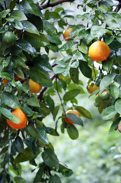 Oranges du Neroli bigarade: l'huile essentielle de Néroli en est extraite.