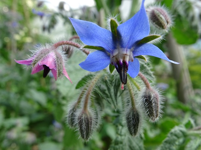 Bourrache en fleur: élixir floral élaboré selon les recommandations du docteur Erdward Bach.