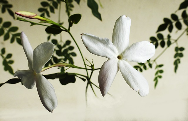 Jasmin en fleur: élixir floral élaboré selon les recommandations du docteur Erdward Bach.