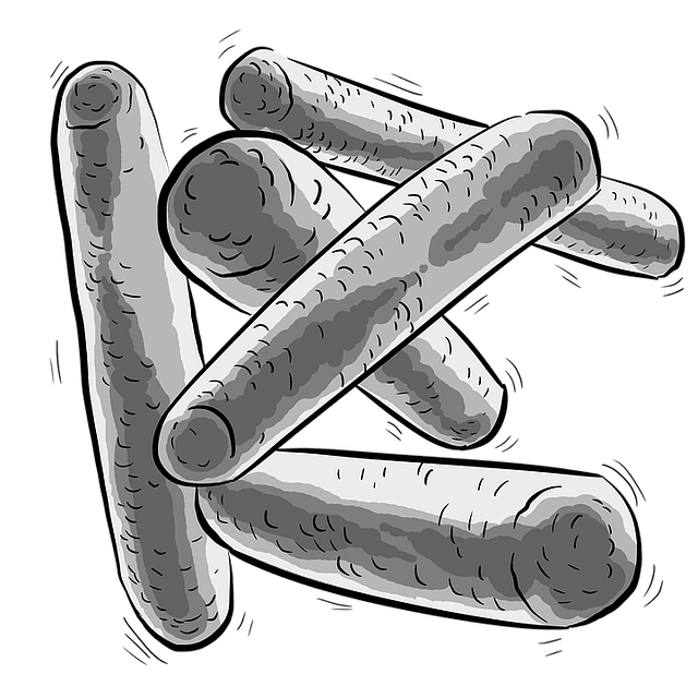 Dessin de Lactobacillus rhamnosus: bienfaits, posologie et contre-indications de cette bactérie.