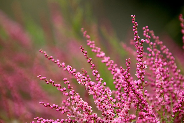 Bruyère en fleur: rôles et propriétés du pollen de bruyère.