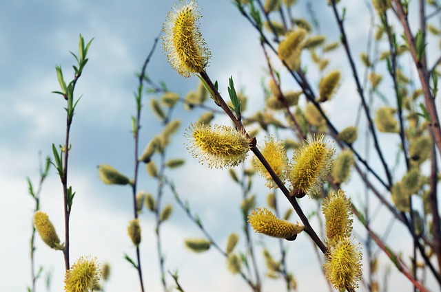 Saule: bienfaits et applications du pollen de saule.