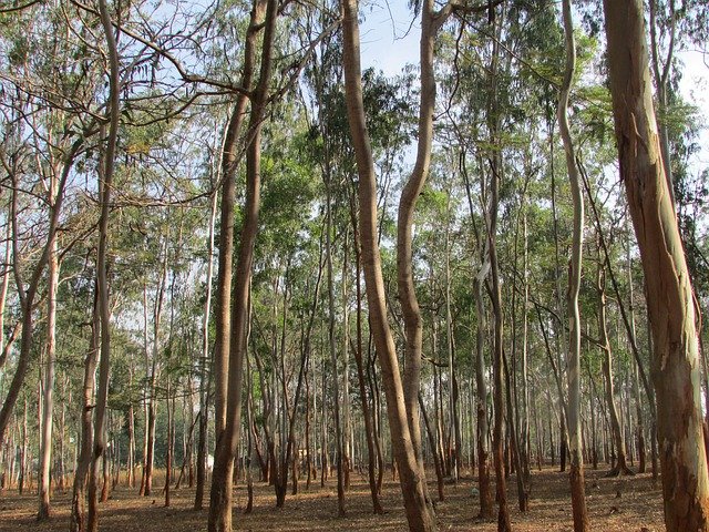 Eucalyptus: élixir floral élaboré selon les recommandations du docteur Erdward Bach.