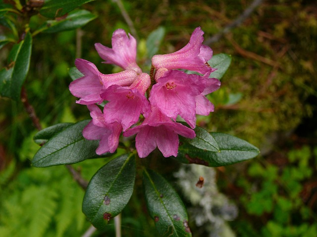 Rhododendron en fleur: élixir floral élaboré selon les recommandations du docteur Bach.