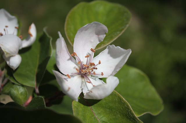 Cognassier en fleur: élixir floral élaboré selon les recommandations du Docteur Bach.