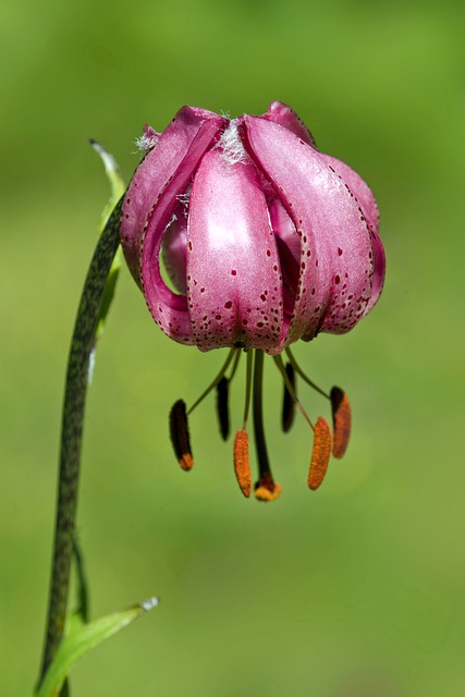 Lis martagon en fleur: élixir floral, élaboré selon les recommandations du Dr. Bach.