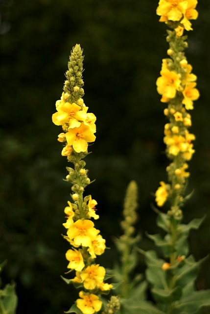 Molène en fleur: élixir floral élaboré selon les recommandations du docteur Bach.