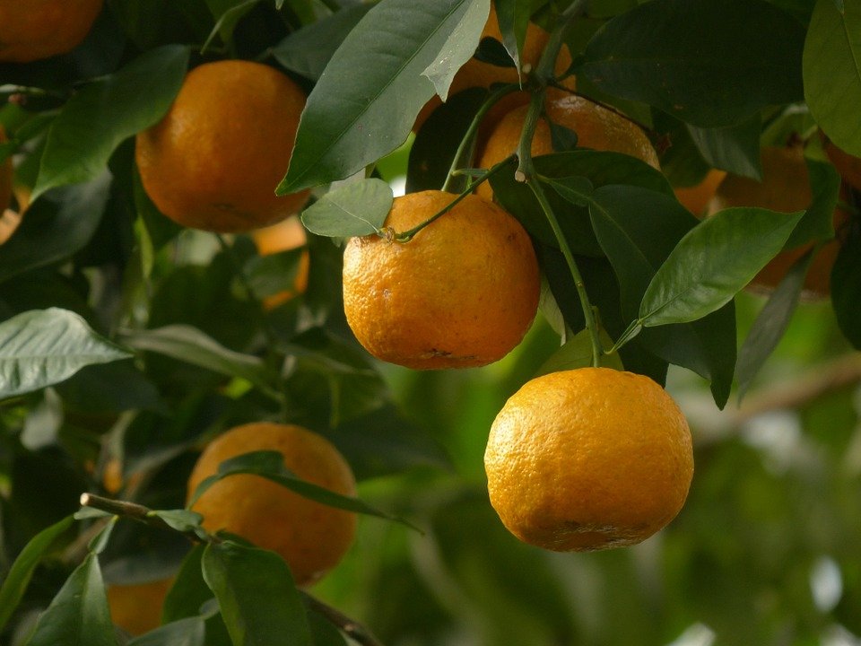 Oranges sur un arbre : vertus et utilisation de l'hydrolat de fleur d'oranger.