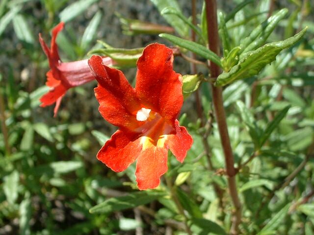 Mimulus orangé: élixir floral élaboré selon les recommandations du Dr Bach.