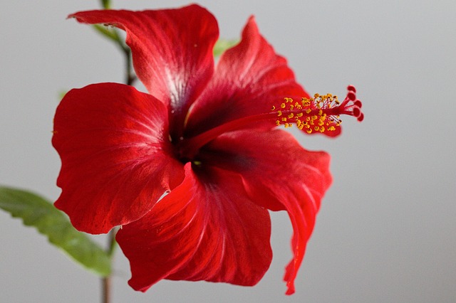 Fleur d'hibiscus rouge déshydratée, Les délices de Clémence