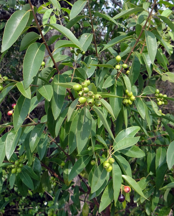 Bois de Santal : vertus et utilisation de l'hydrolat.