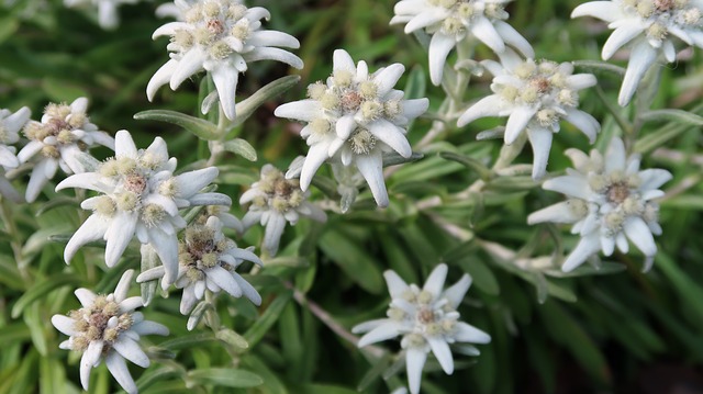 Edelweiss en fleur : élixir floral élaboré selon les recommandations du Docteur Bach.