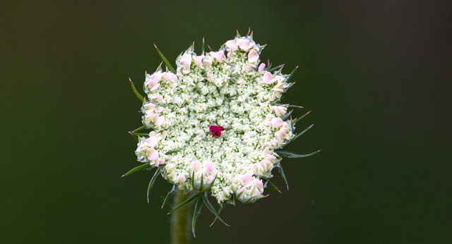 Carotte sauvage en fleur : élixir floral élaboré selon les recommandations du docteur Bach.