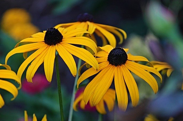 Rudbeckia en fleur : élixir floral élaboré selon les recommandations du Docteur Bach.