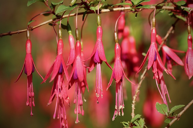 Fuchsia en fleur : élixir floral élaboré selon les recommandations du docteur Bach.