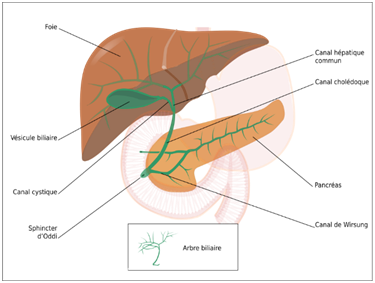 Lithiase biliaire - Traitement Naturel et Causes - Doctonat