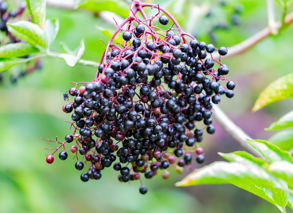 Fruits du Sureau noir : bienfaits et utilisation de l'hydrolat.