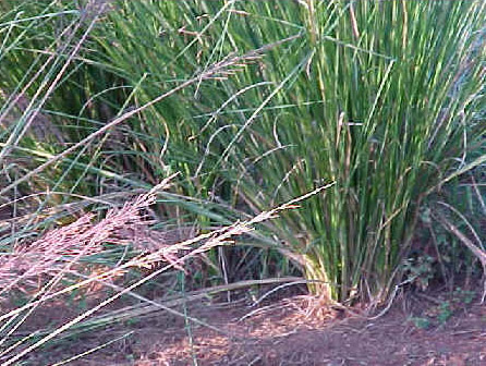 Vétiver : bienfaits et utilisation de l'hydrolat.