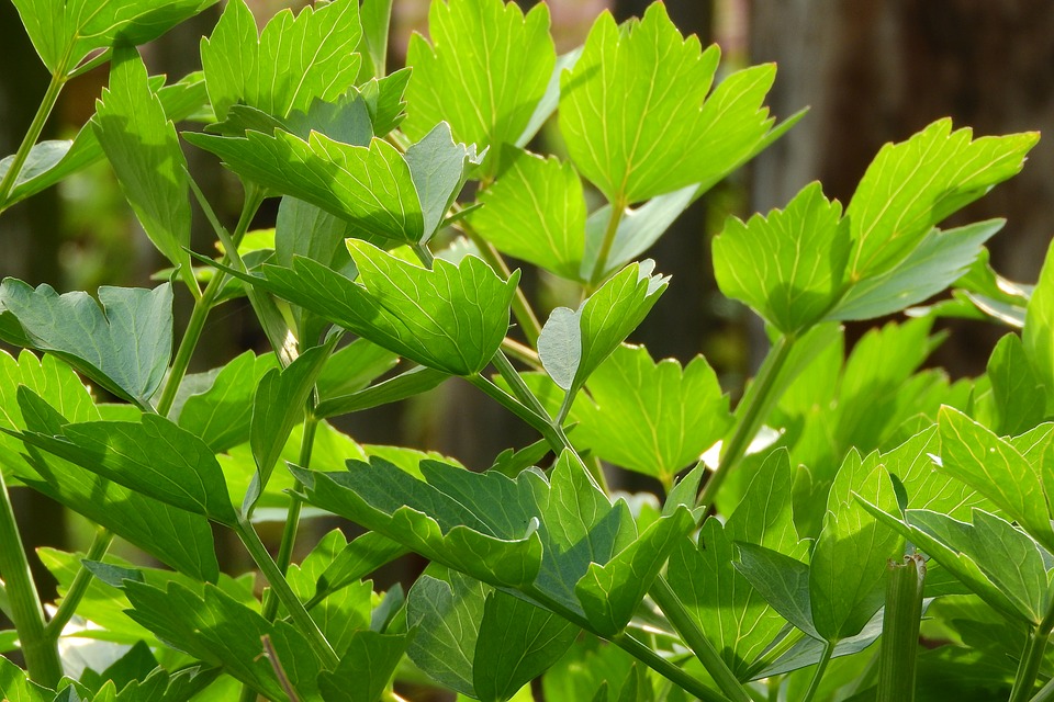 Livèche : bienfaits et utilisation de l'hydrolat.