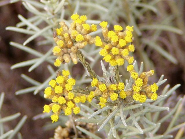 Hélichryse italienne en fleur : bienfaits de l'hydrolat.