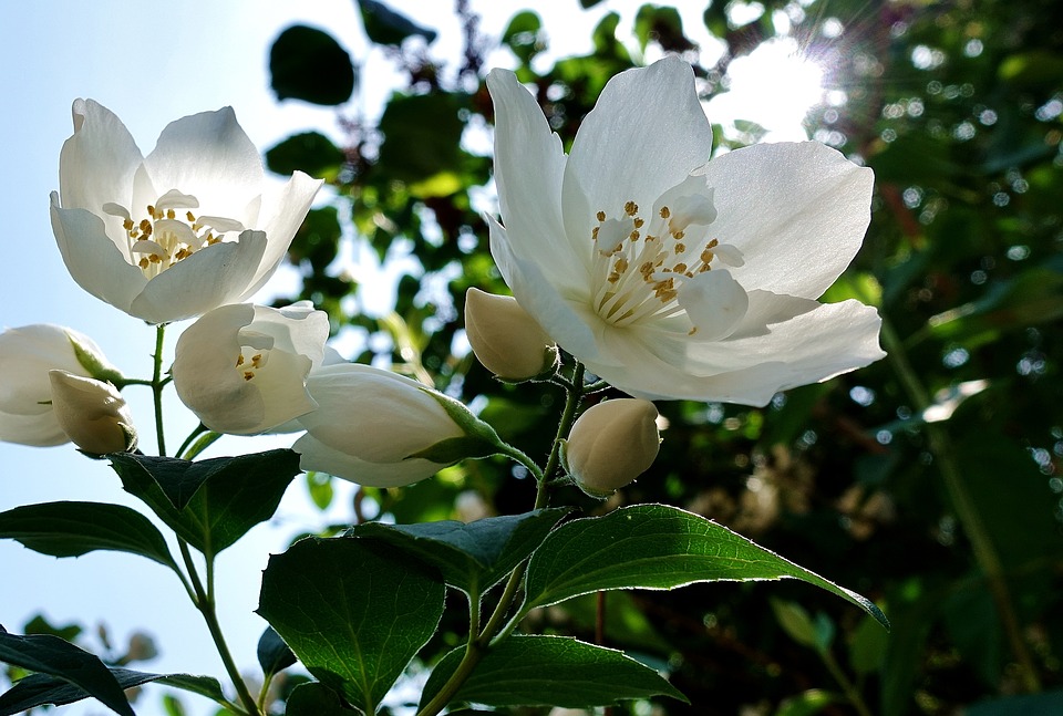 Jasmin en fleur : bienfaits de l'hydrolat de jasmin.