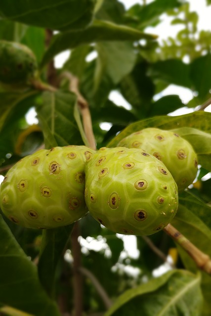 Fruits du Noni (Morinda citrifolia): bienfaits et danger de cette plante.