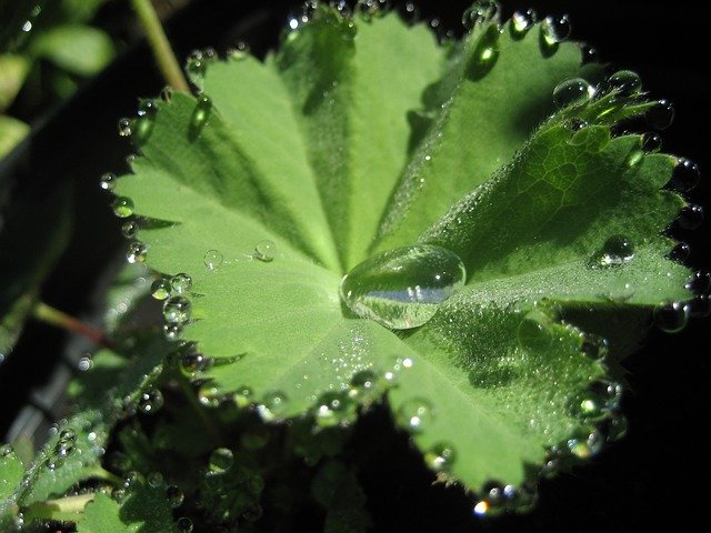 Feuille d'alchémille : élixir floral élaboré selon les recommandations do docteur Bach.