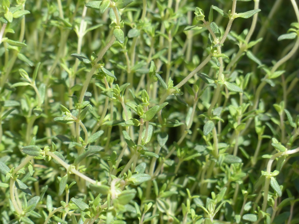 Hydrolat de Bois de Santal - Vertus et Utilisation - Doctonat