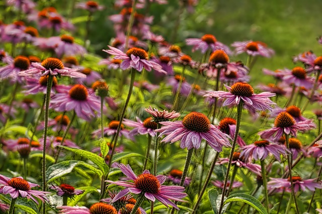 Echinacée en fleur : bienfaits, posologie et contre-indications de cette plante.