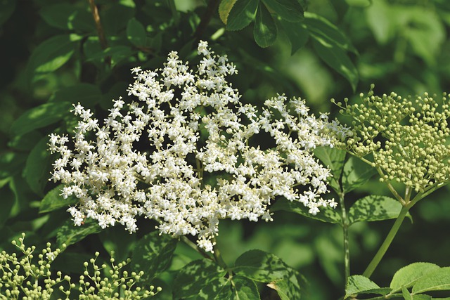Sureau noir en fleur : élixir floral élaboré selon les recommandations du docteur Bach.