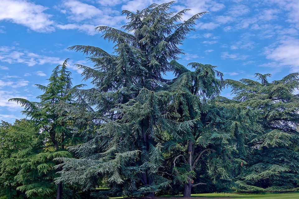 Sapin géant : vertus et utilisation de l'hydrolat.