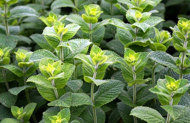 Feuilles de menthe poivrée : bienfaits et utilisation de l'hydrolat.