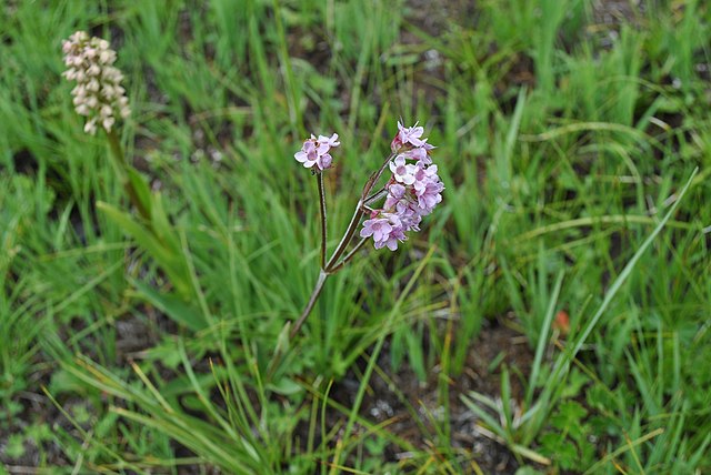 Nard de l'Himalaya en fleur : vertus et utilisation de l'hydrolat.