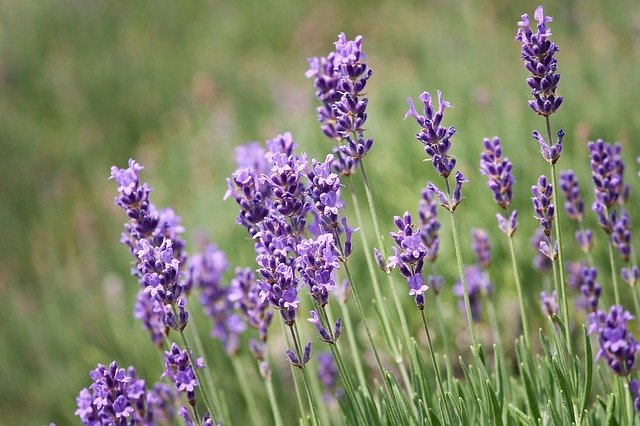 Lavande officinale : bienfaits et utilisation de l'hydrolat.