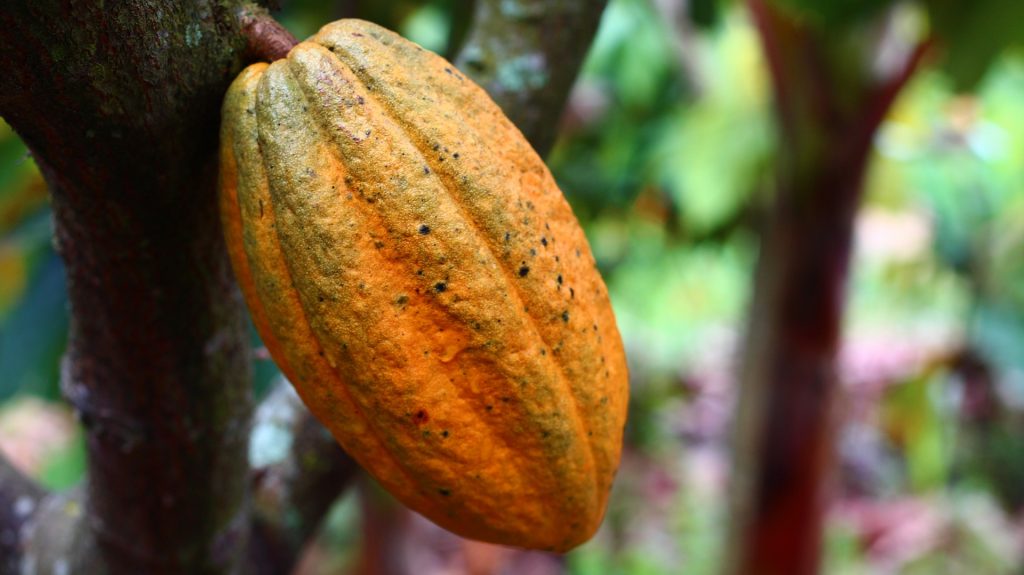 Le cacao cru, extrait de la cabosse de cacaoyer, bienfaits et danger. 