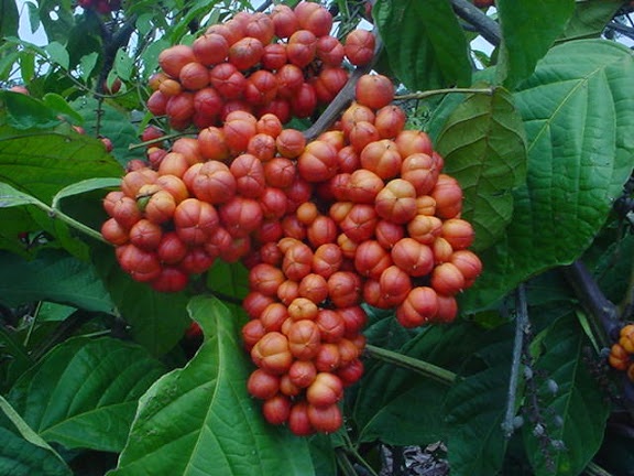 Fruits du guarana : bienfaits, dosage et danger de cette plante.