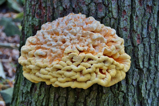 Polypore Umbellatus sur un arbre ; bienfaits et posologie de ce champignon.