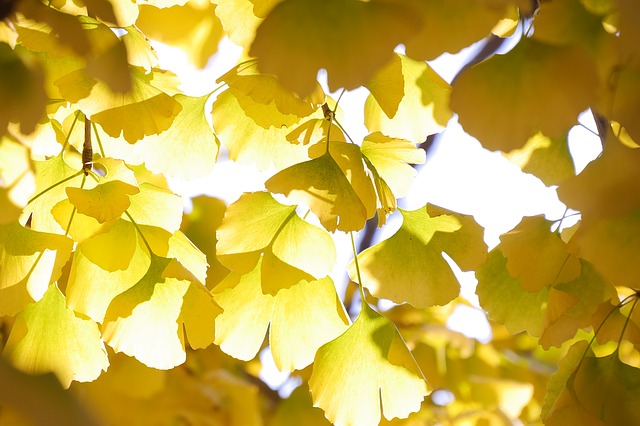 Feuilles dorées de Ginkgo Biloba, utilisées pour le Ginkgo V.