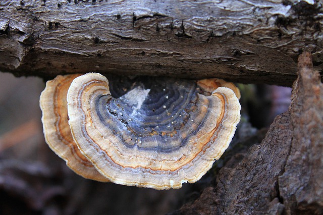 Coriolus versicolor : bienfaits et effets secondaires de ce champignon.