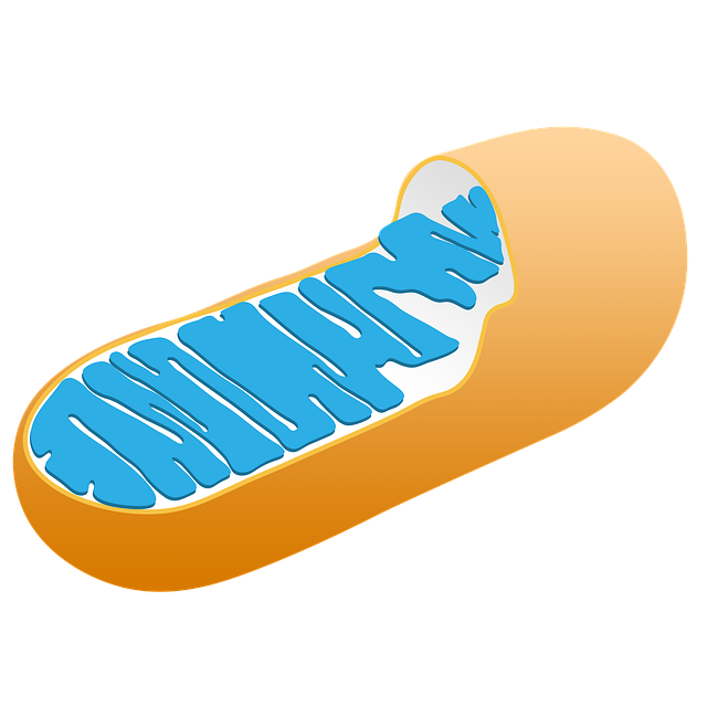 Schéma d'une mitochondrie : comment augmenter et optimiser sa production ?