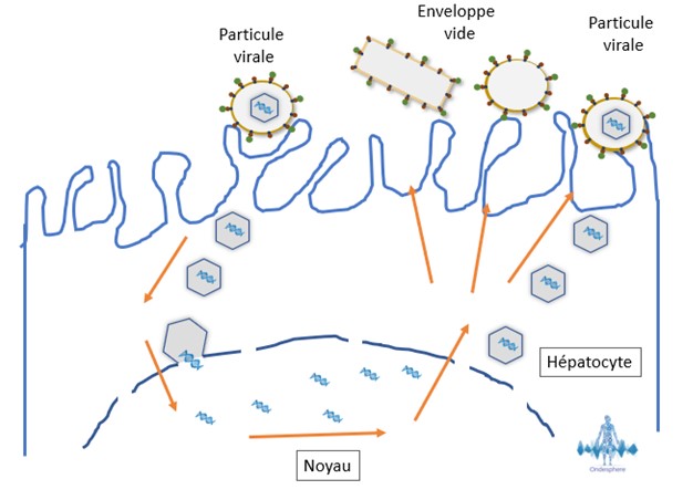 Schéma indiquant la réplication du virus de l'hépatite B au sein de l'organisme.