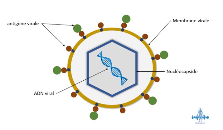 Schéma du virus de l'hépatite B.