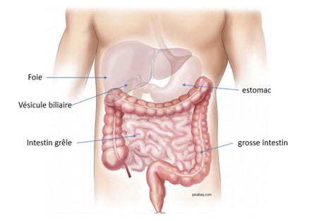 Schéma représentant l'emplacement des organes internes.
