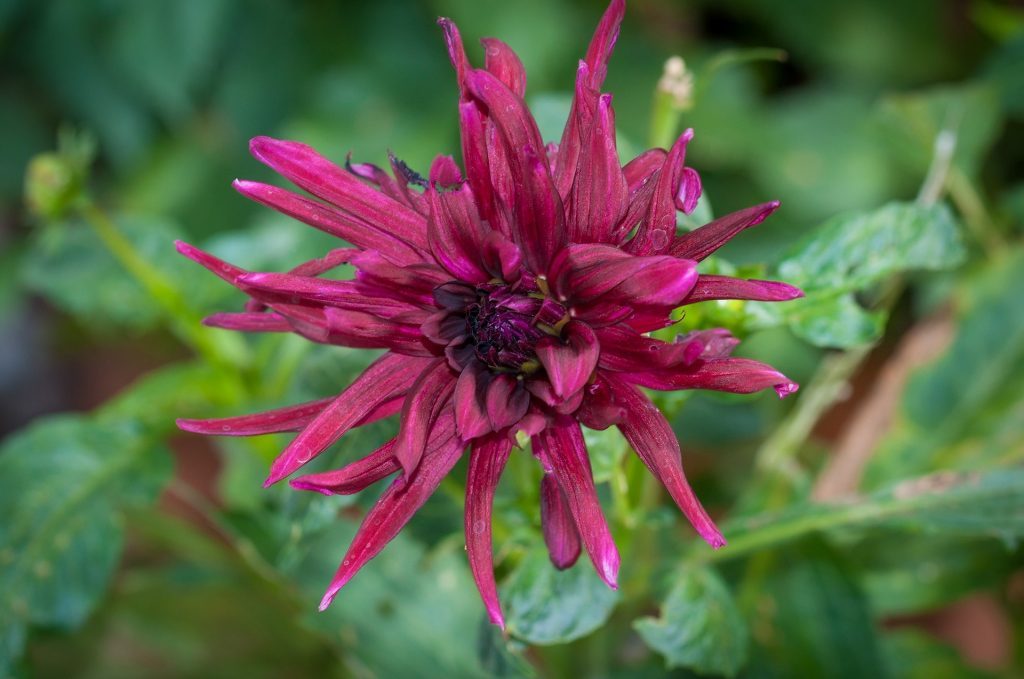 Harpagophytum  ou Griffe du diable : bienfaits, posologie et contre-indications de cette plante. 