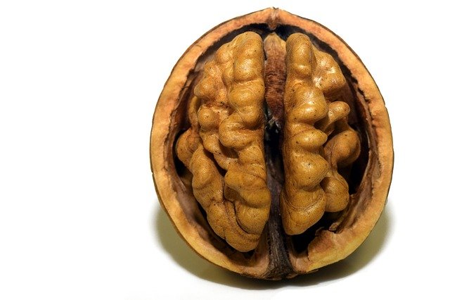 Noix, alimentation à privilégier pour le cerveau.